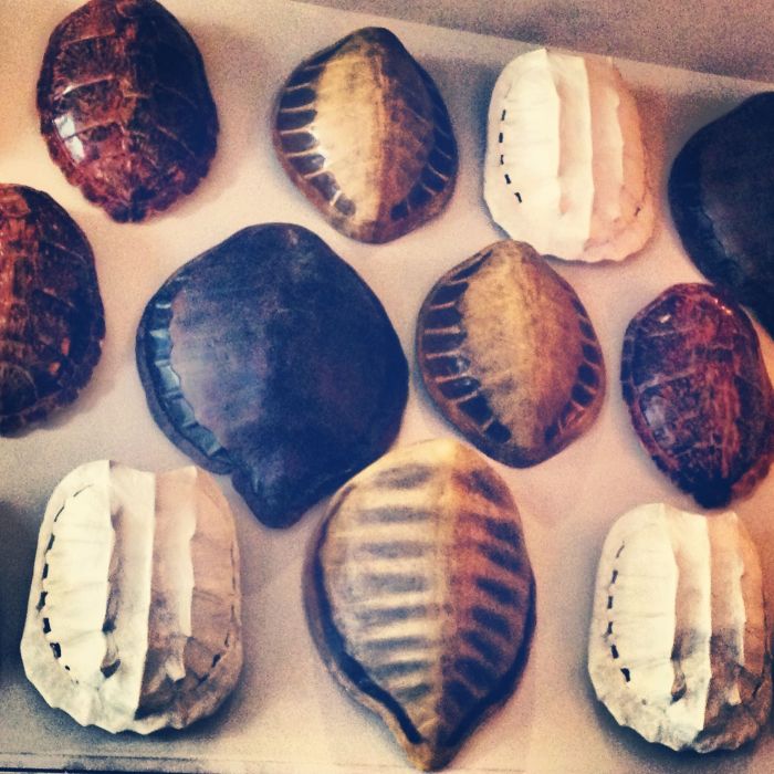 Turtle shell wall decor